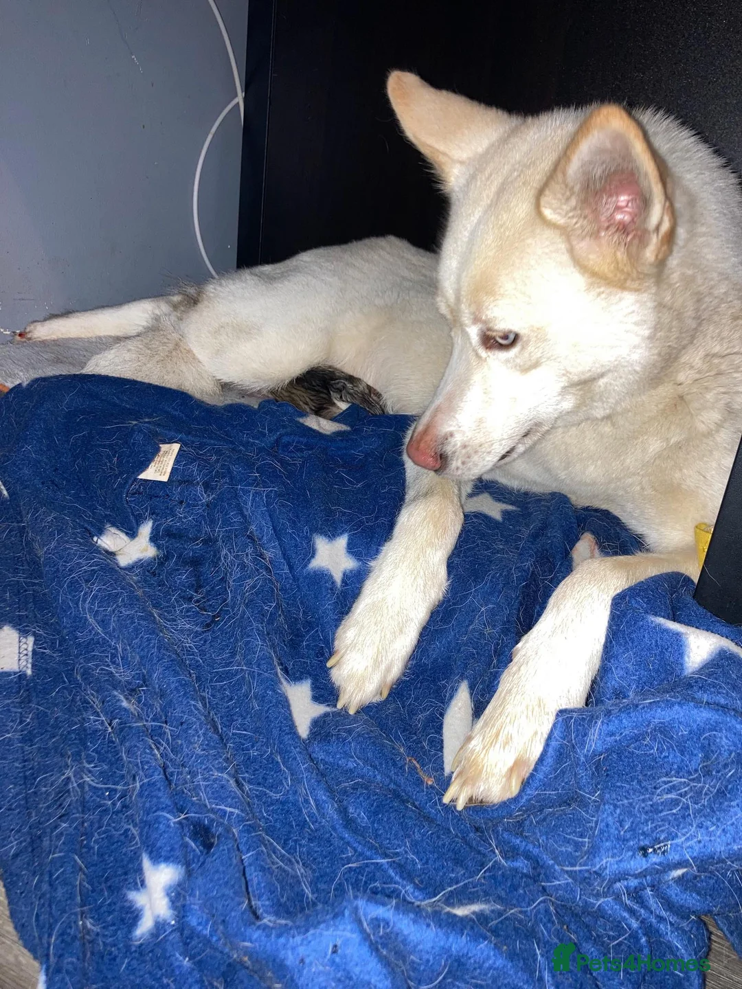 Siberian Husky dogs for sale: Male Husky Puppies - Advert 2