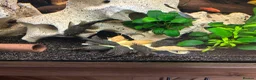 Shrimps fish for sale: Blue dream shrimp cherry and yellow  in Peterborough - Advert 7