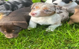 Jack Russell dogs for sale: Beautiful Mini Jack Russell Puppies  - Image 33