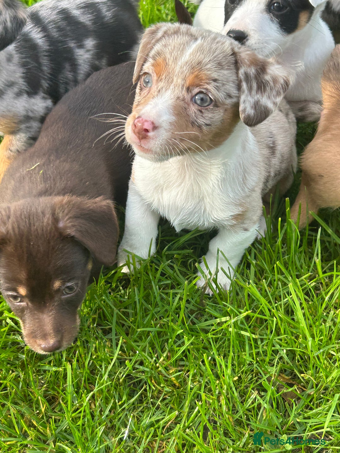 Jack Russell dogs for sale: Beautiful Mini Jack Russell Puppies  - Image 33