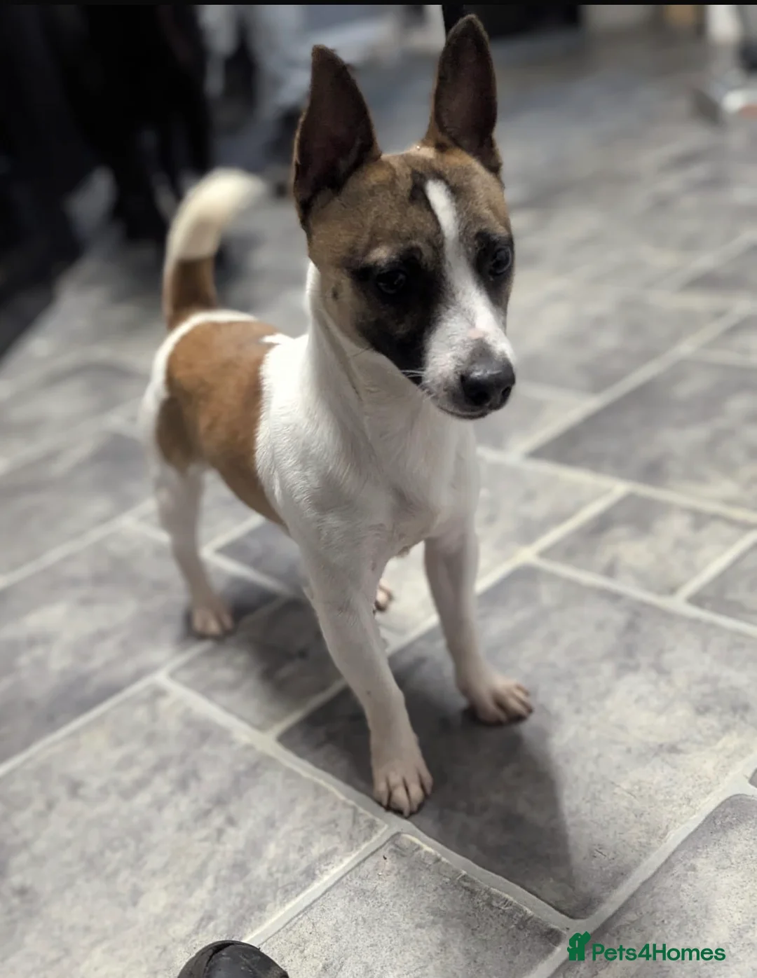 Jack Russell dogs for sale: Miniature Jack Russell  - Advert 3