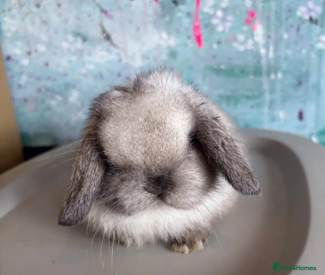 Mini Lop rabbits for sale: 🩷 Beautiful Mini Lop Pair Available 🩷 - Advert 2