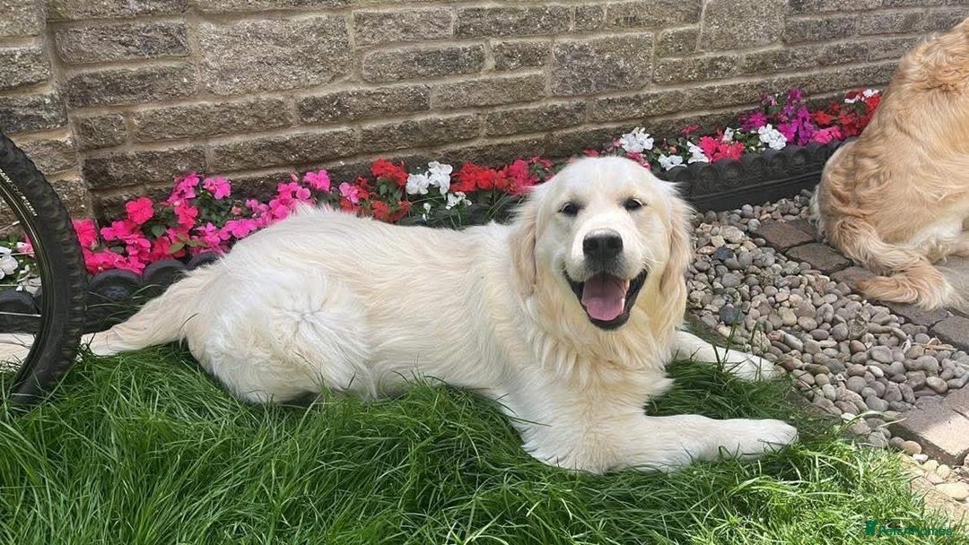 Golden Retriever dogs for sale: PURE breed, KC reg parents, gorgeous goldens - Image 12