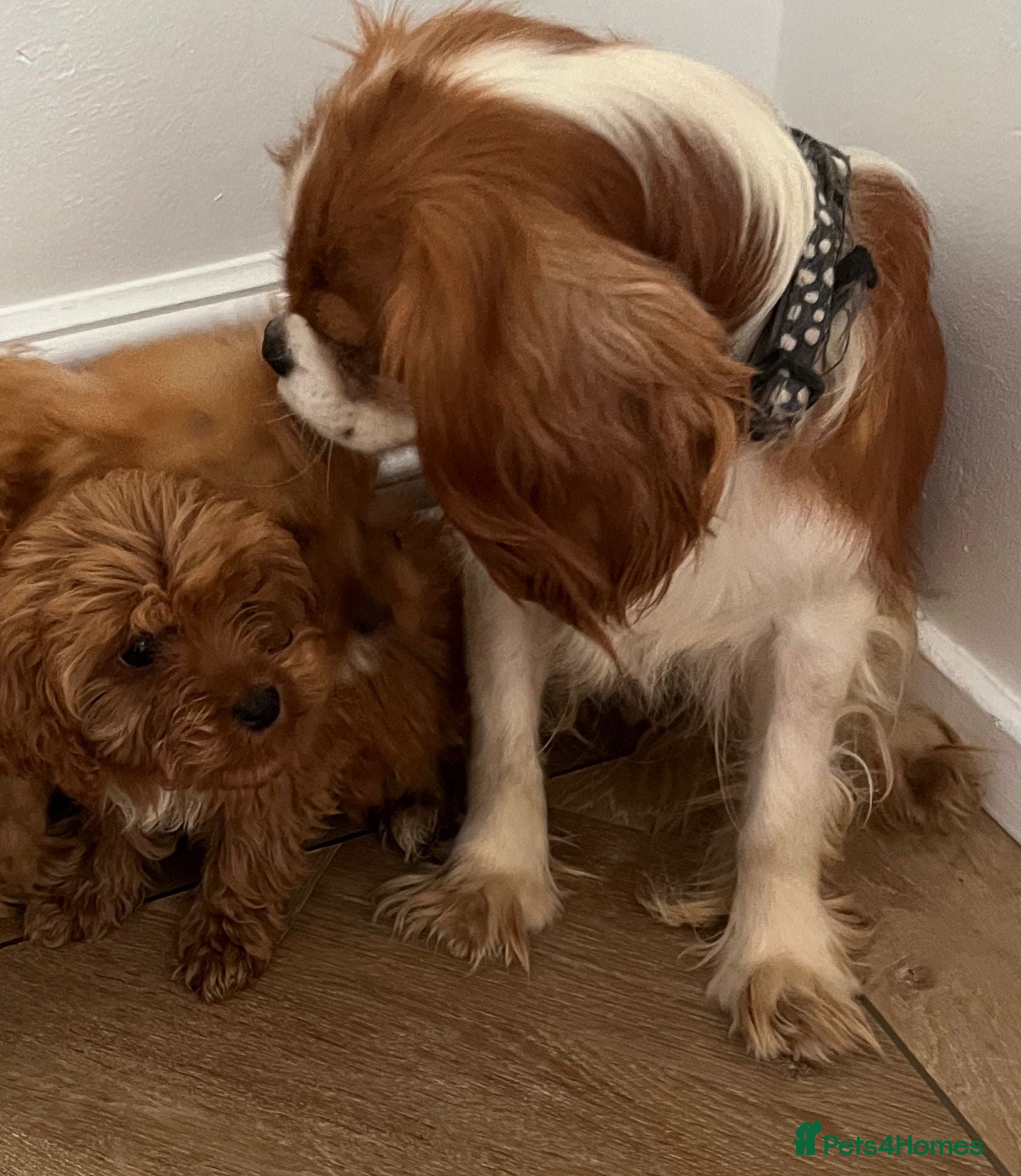 Cavapoo dogs F1 CAVAPOO PUPPIES  - Advert 3
