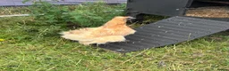 Chickens poultry for sale: Pure bred Silkie Pullets - Advert 3