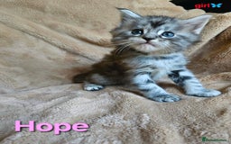 Maine Coon cats for sale: Beautiful Pedigree Maine Coon Kittens – Ready Soon - Image 7