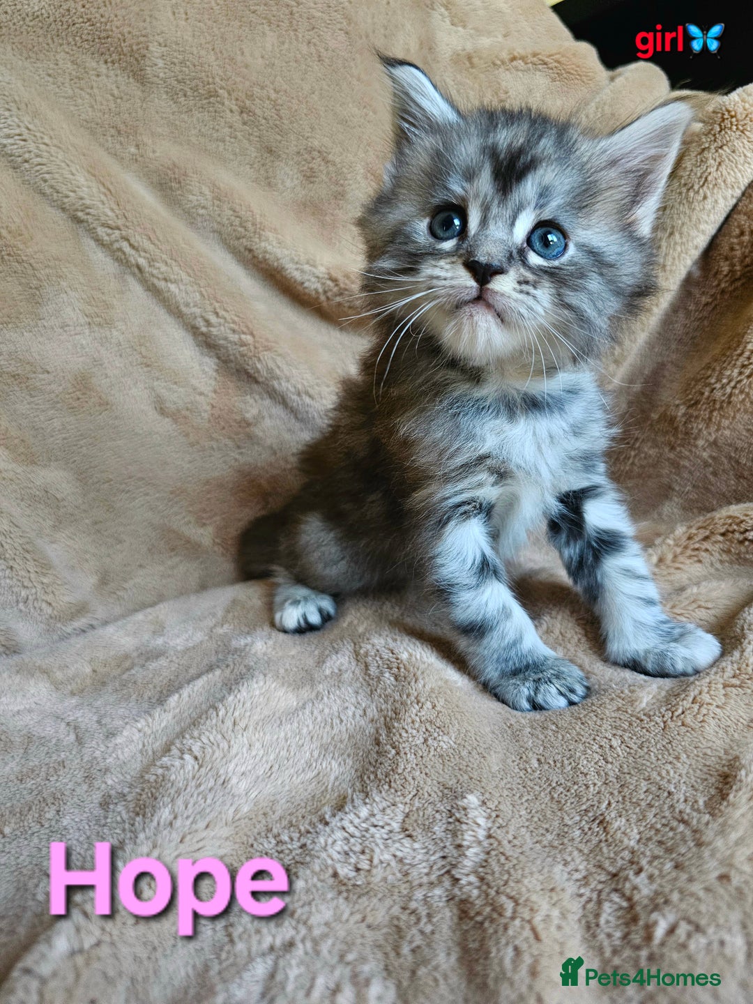 Maine Coon cats for sale: Beautiful Pedigree Maine Coon Kittens – Ready Soon - Image 7