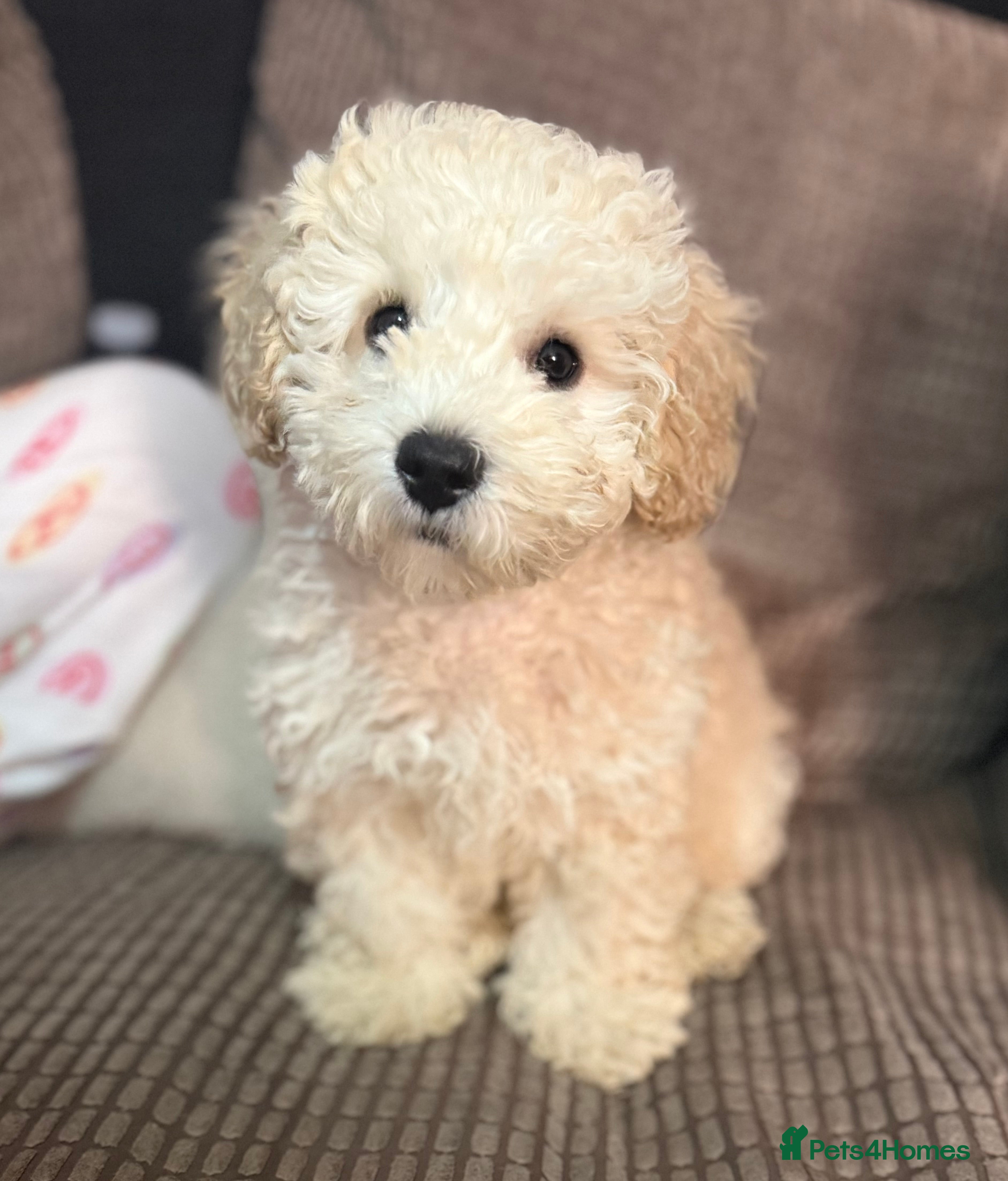 Maltipoo dogs Last champagne boy don’t miss out - Advert 2