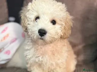 Maltipoo dogs Last champagne boy don’t miss out - Advert 2