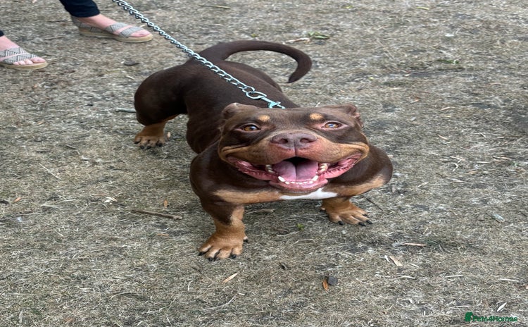 American Bully dogs - Advert 1