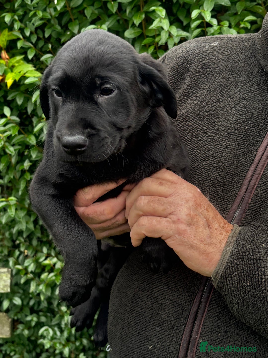 Labrador Retriever dogs for sale: Beautiful litter of Black Labrador Retriever Pups  - Advert 7