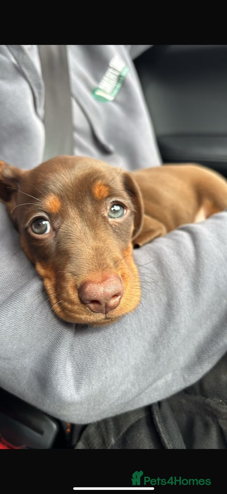 Miniature Dachshund dogs for sale: Miniature dachshund  - Advert 1