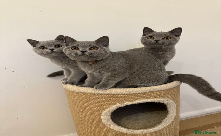 British Shorthair cats in Cheltenham - Advert 5