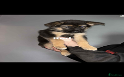 German Shepherd dogs for sale: 4 beautiful female German shepherd pups  - Image 4