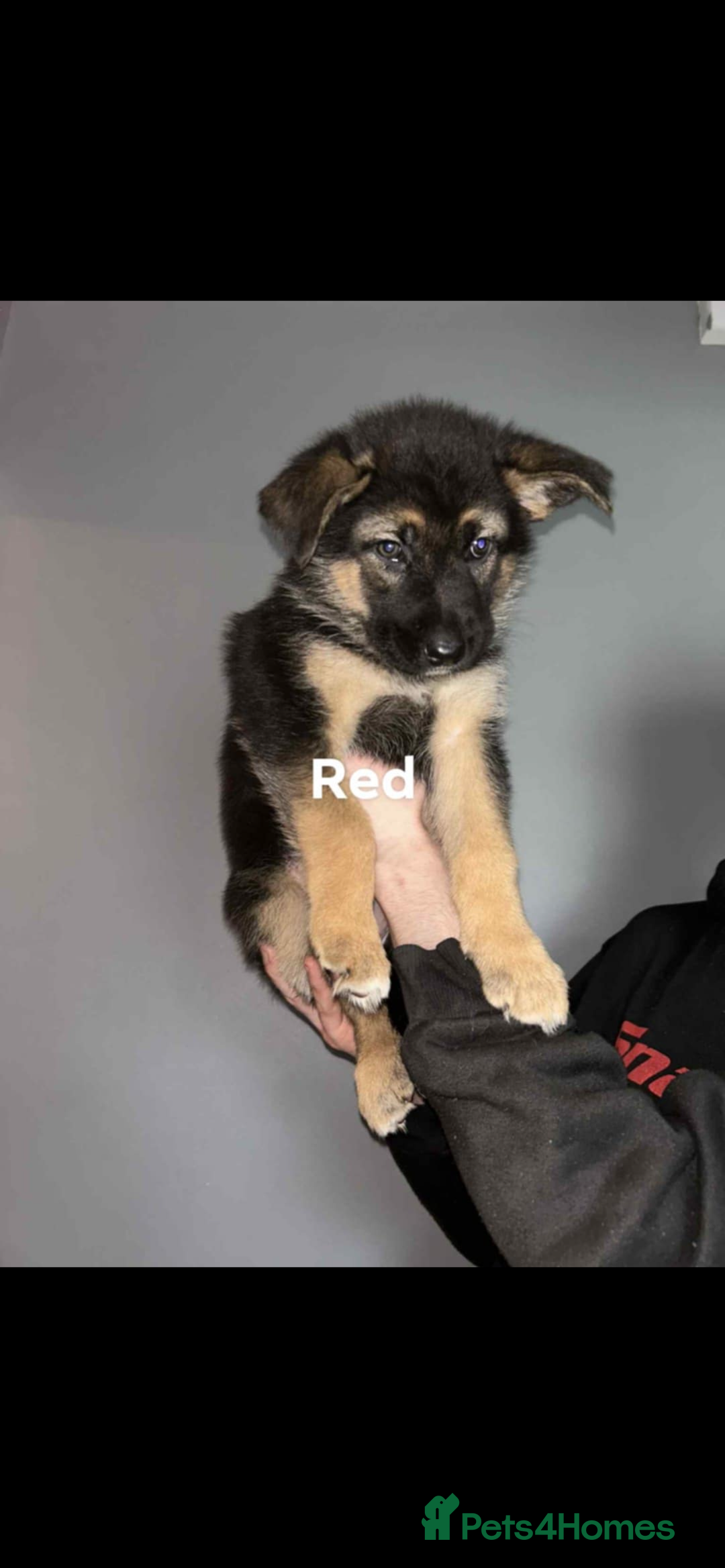 German Shepherd dogs for sale: 4 beautiful female German shepherd pups  - Image 4