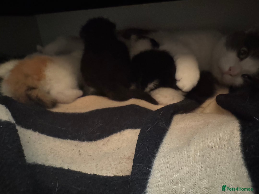 Mixed Breed cats for sale: Cute 4 kittens looking for loving home - Advert 7