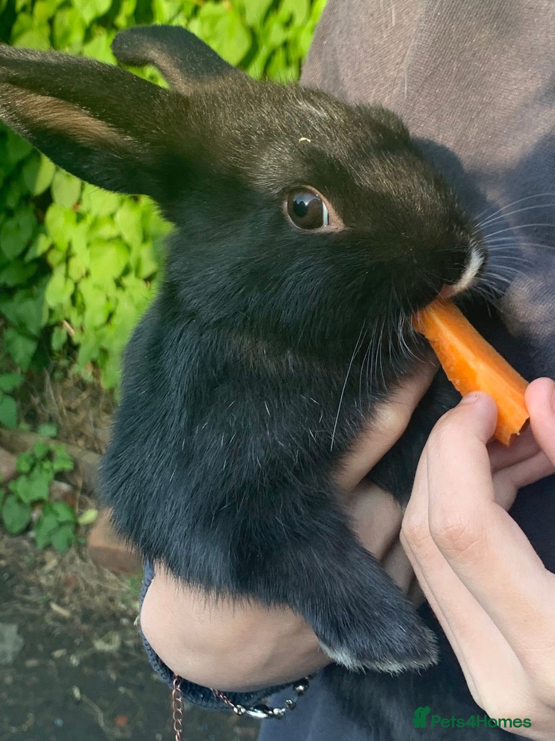 Netherland Dwarf rabbits for sale: Cookie  - Advert 2
