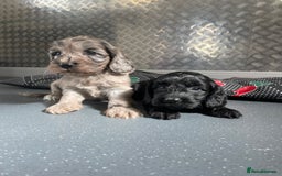 Cockapoo dogs for sale: F1 Cockapoos for sale  - Image 26