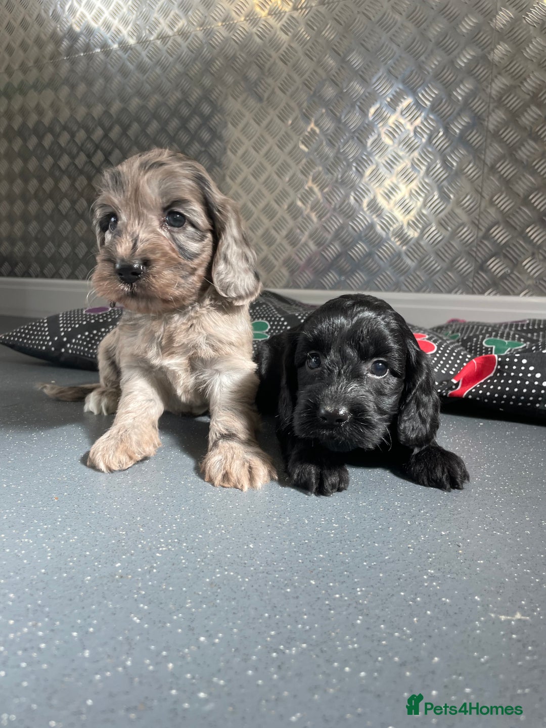 Cockapoo dogs for sale: F1 Cockapoos for sale  - Image 26
