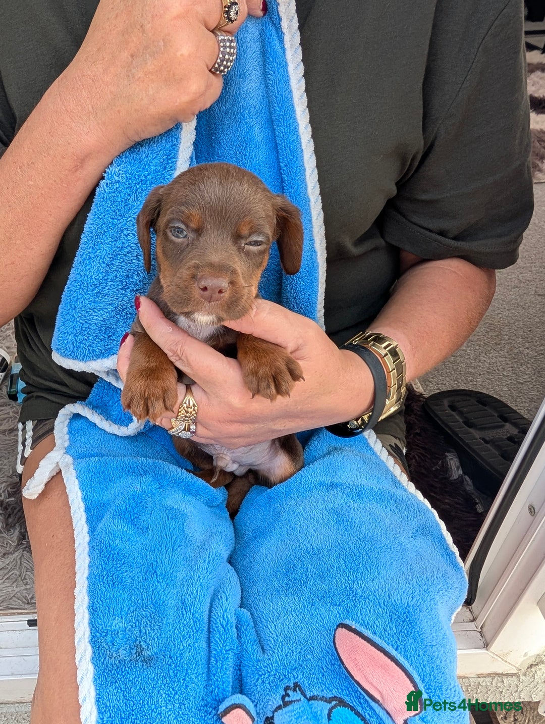 Mixed Breed dogs for sale: Small Jack Russell X Cocker Spaniel Puppies  - Image 5