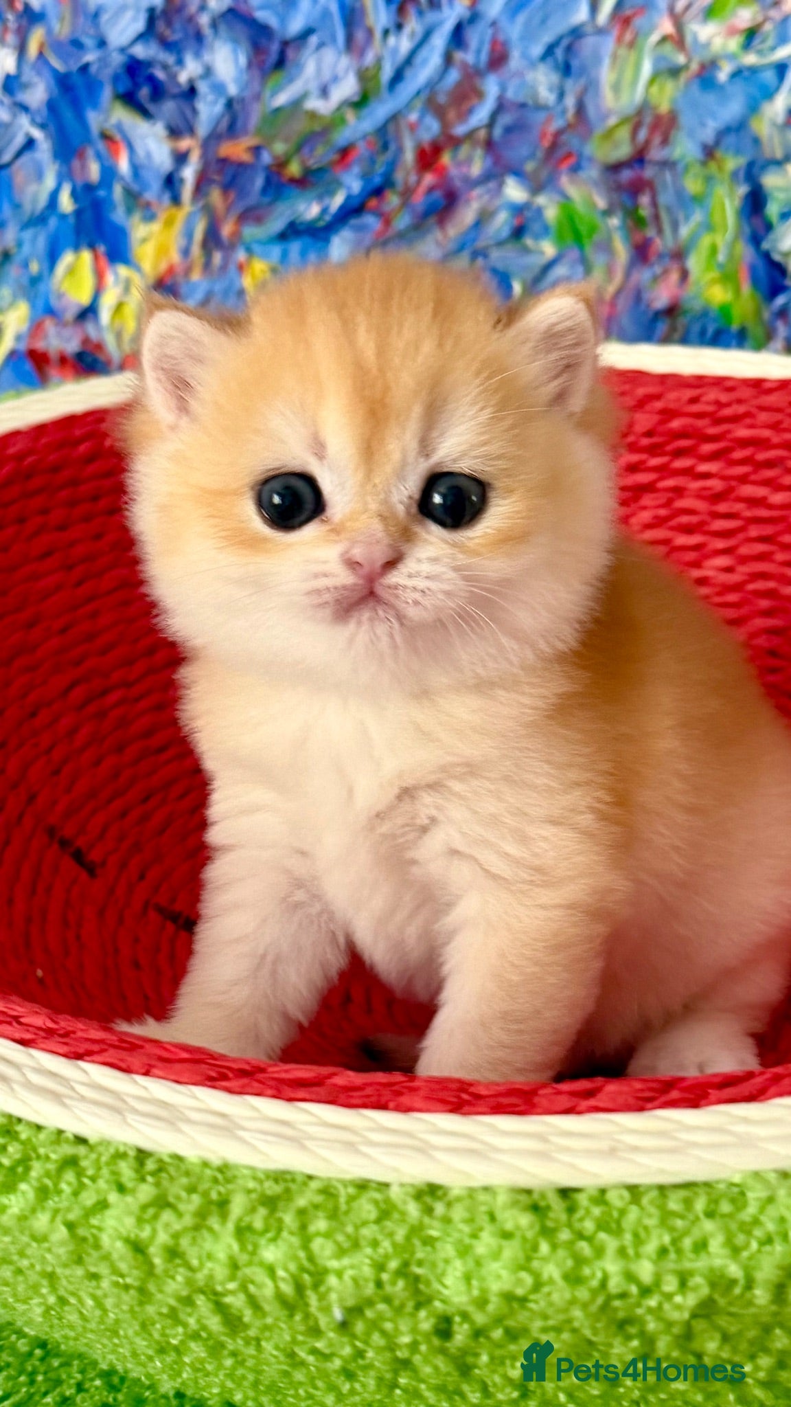 British Shorthair cats Show quality Golden BSH boys  - Advert 2