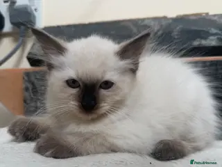 Ragdoll cats Ragdoll kitten - Advert 11