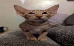 Oriental cats for sale: Stunning oriental girls seeking new slaves - Image 3