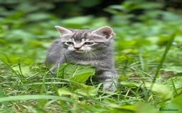Mixed Breed cats for sale: Four Little Pawsomes Looking for Forever Homes!  - Image 16