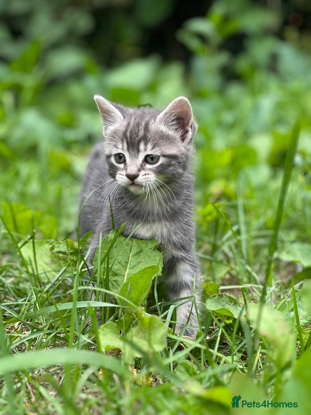 Mixed Breed cats for sale: Four Little Pawsomes Looking for Forever Homes!  - Image 16