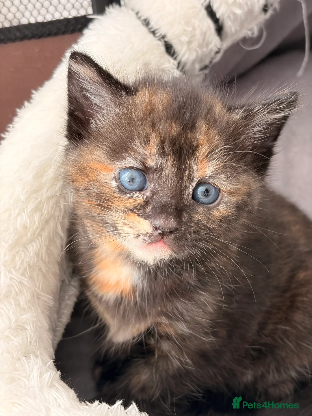 Mixed Breed cats for sale: Beautiful female tortoiseshell kittens  - Advert 11