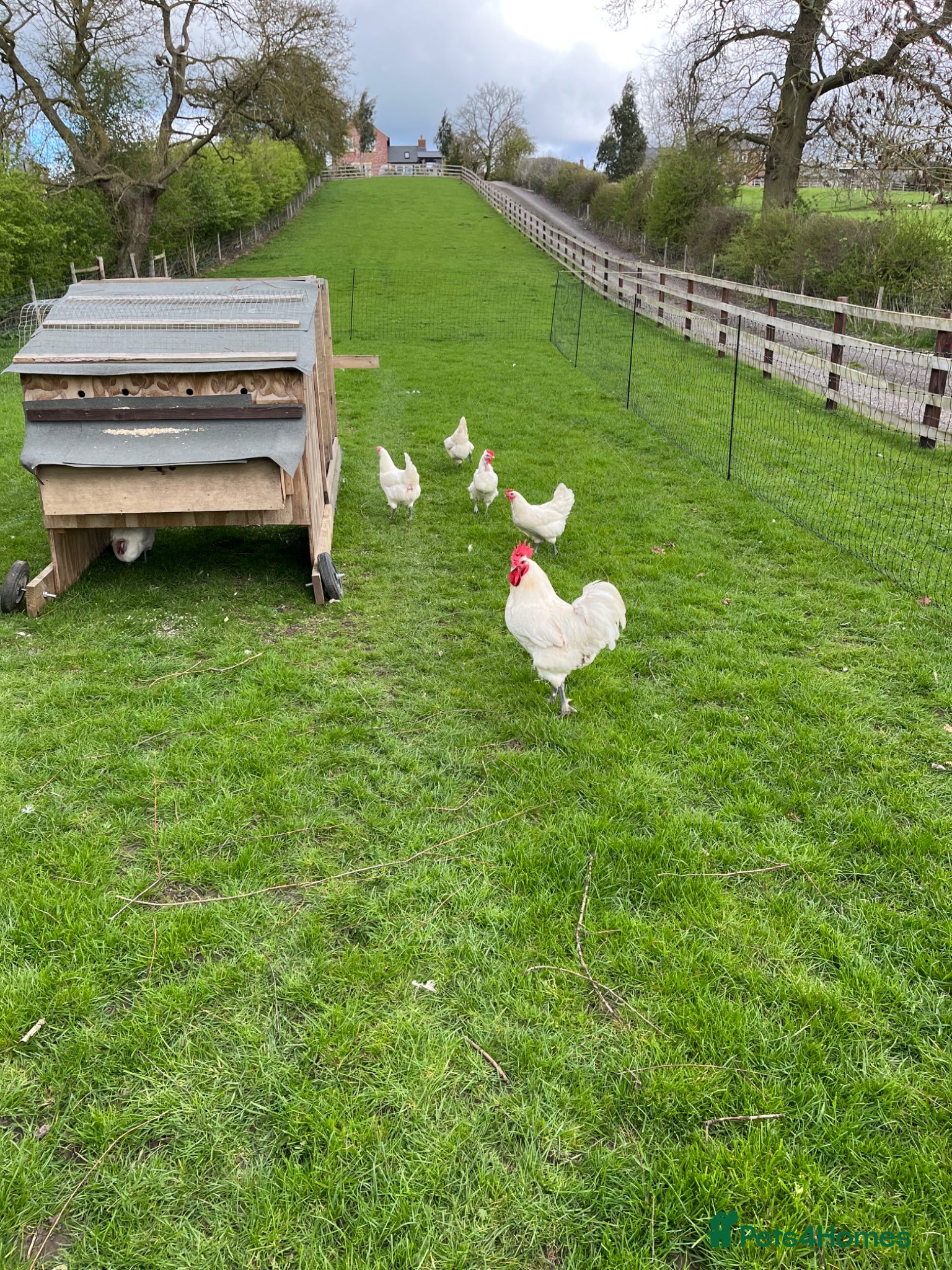 Chickens poultry Hatching eggs - Advert 1