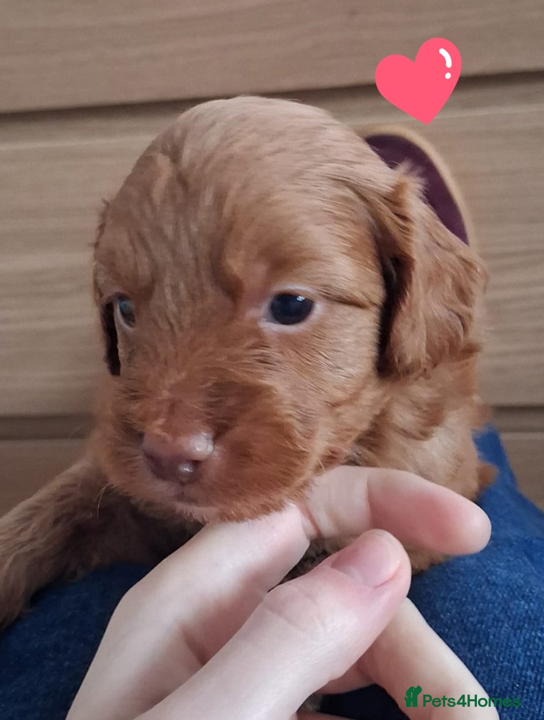 Cockapoo dogs for sale: ** ADORABLE COCKAPOO PUPPIES ** - Advert 3