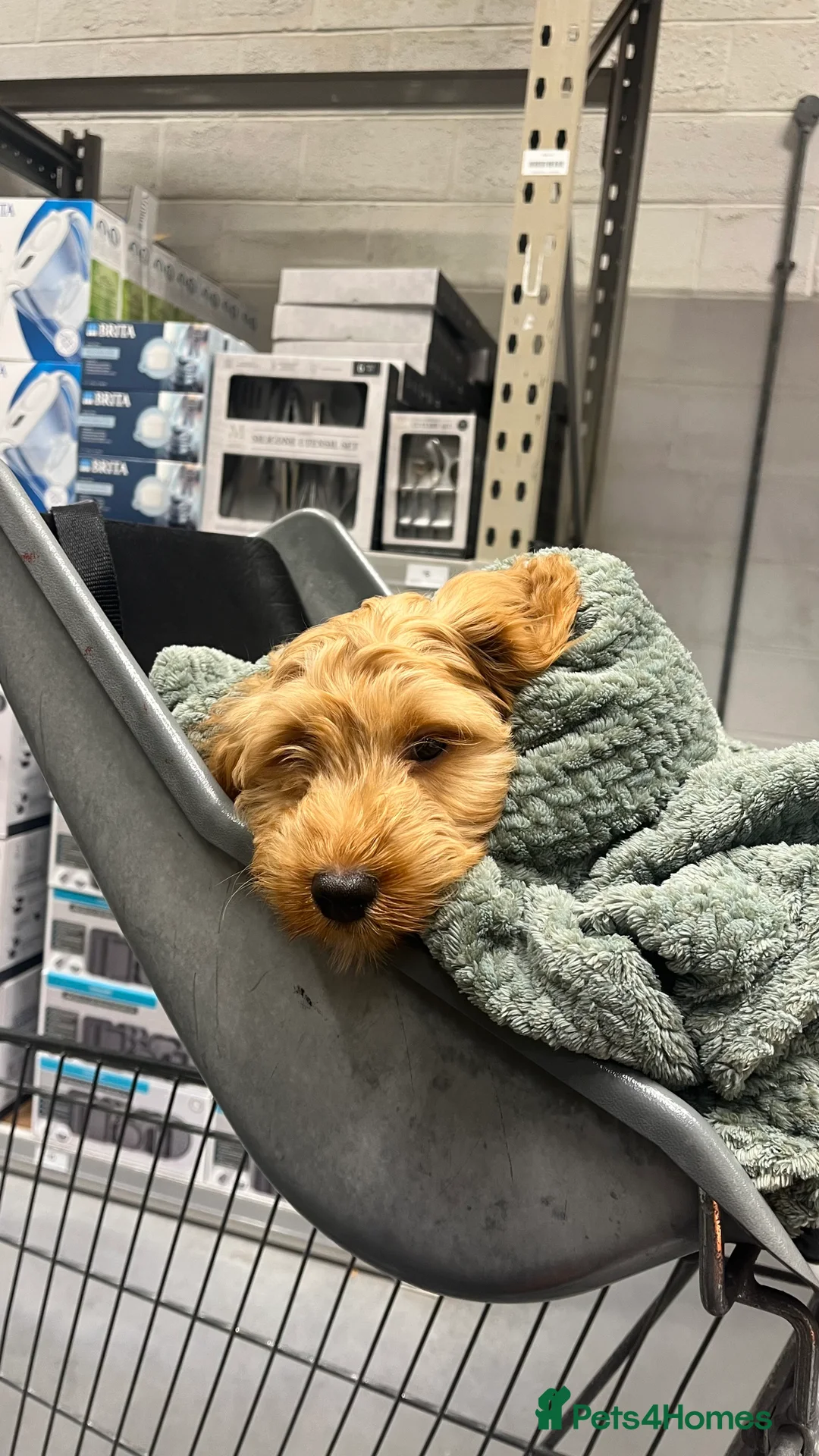 Cockapoo dogs for sale: Cockapoo puppy  - Advert 6