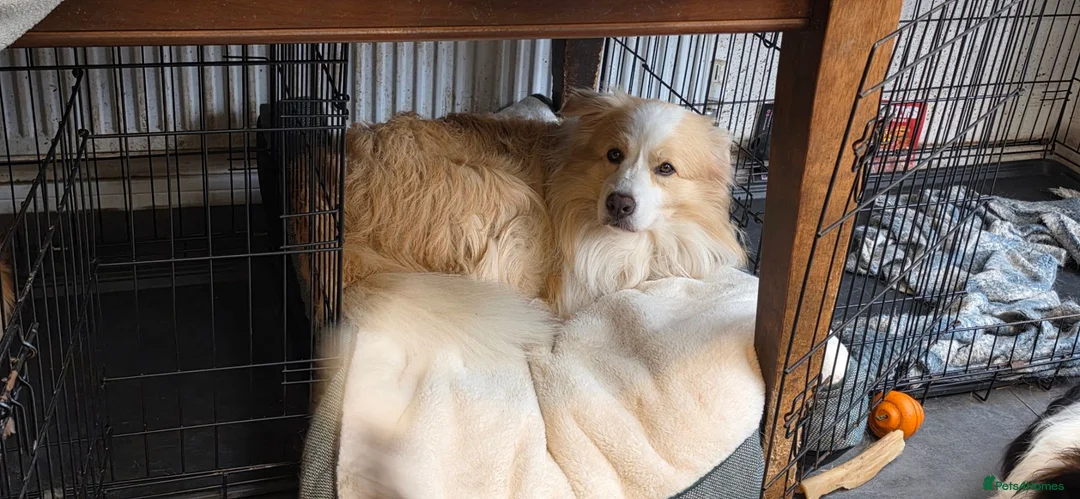 Border Collie dogs for sale: Beautiful EE-Red/Golden Long Haired Border Collies - Advert 25