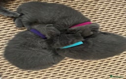 British Shorthair cats for sale: British Shorthair Blue 3 Girls GCCF registered  - Image 14