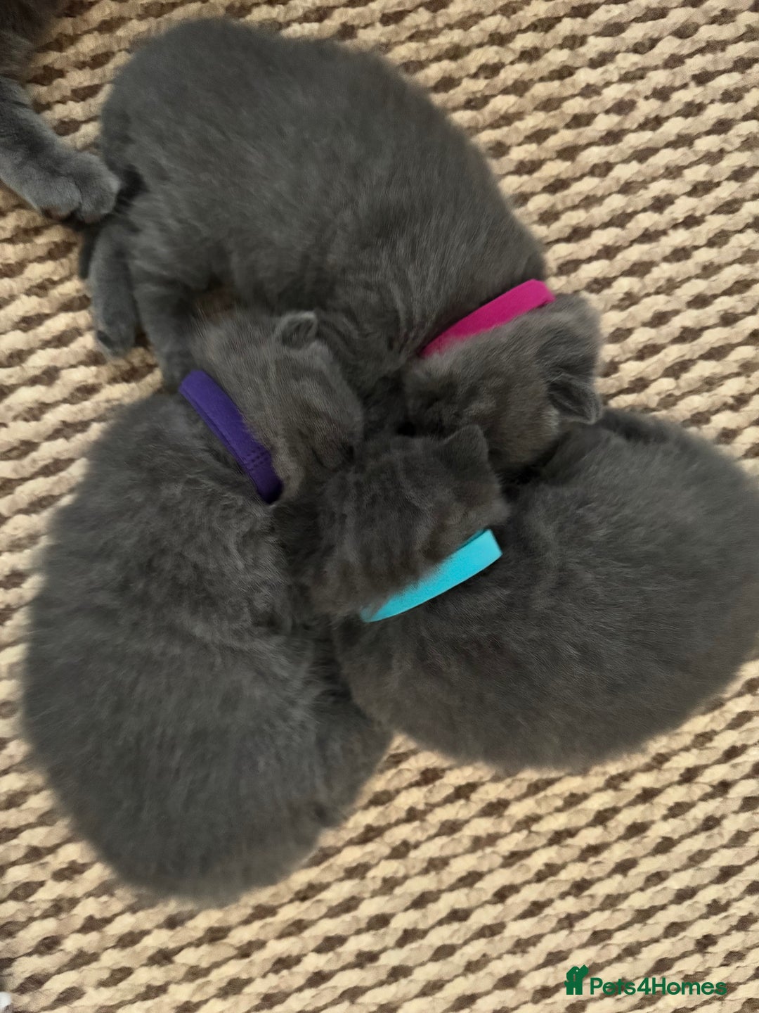 British Shorthair cats for sale: British Shorthair Blue 3 Girls GCCF registered  - Image 14