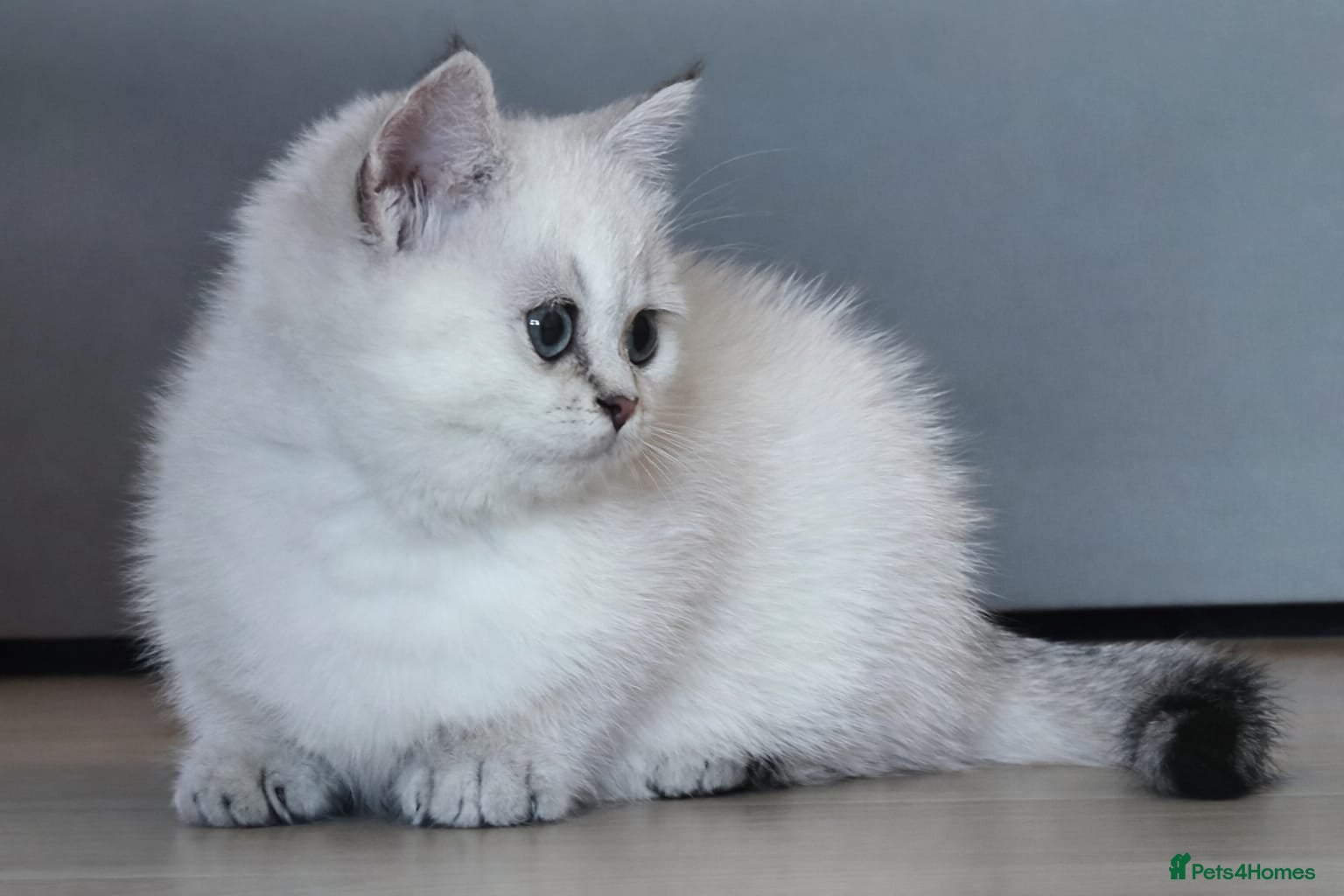 British Shorthair cats 💛🤍British Shorthair Kittens - White & Gold 🤍💛 - Advert 2