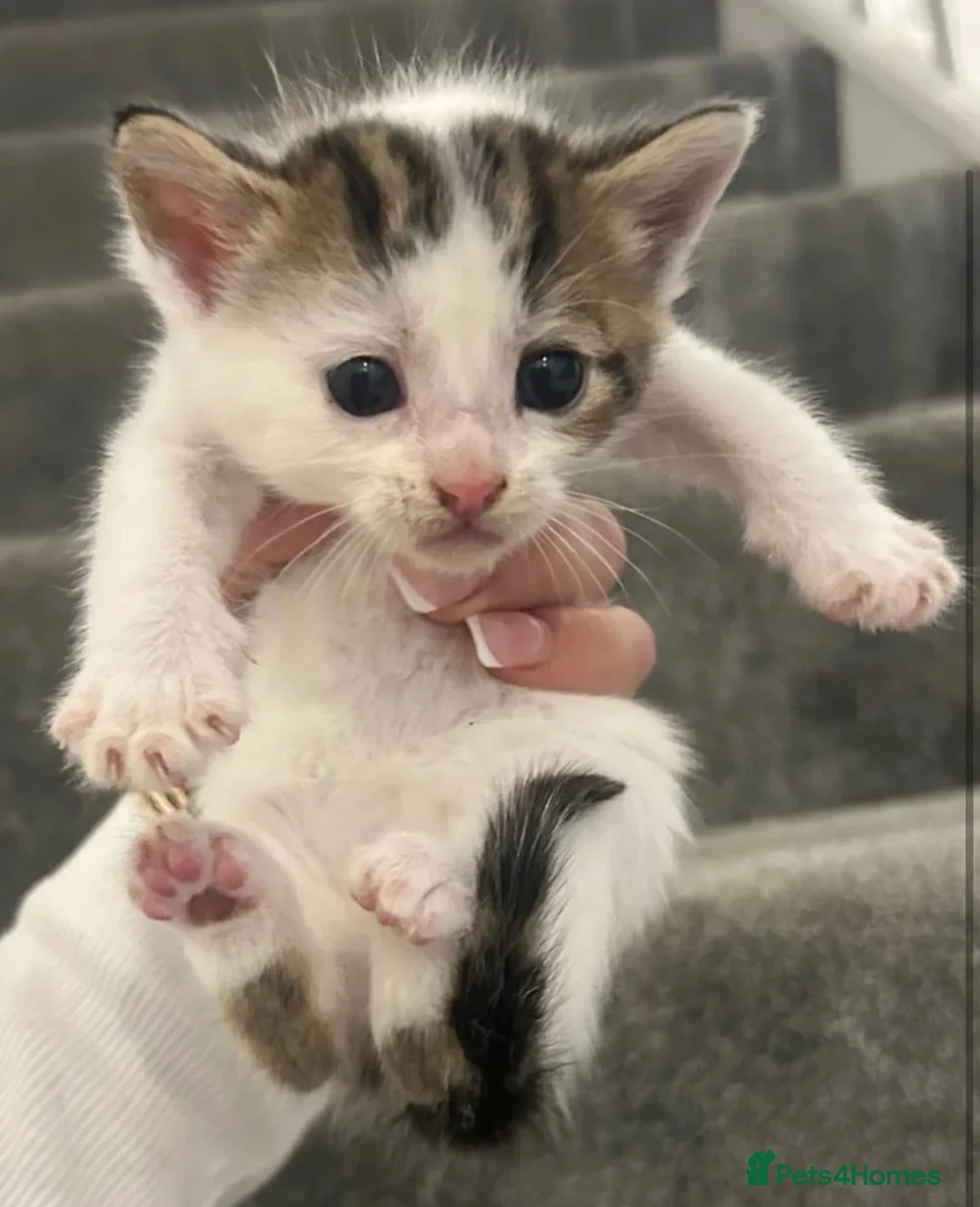 Mixed Breed cats for sale: Beautiful female kittens for sale - Advert 2