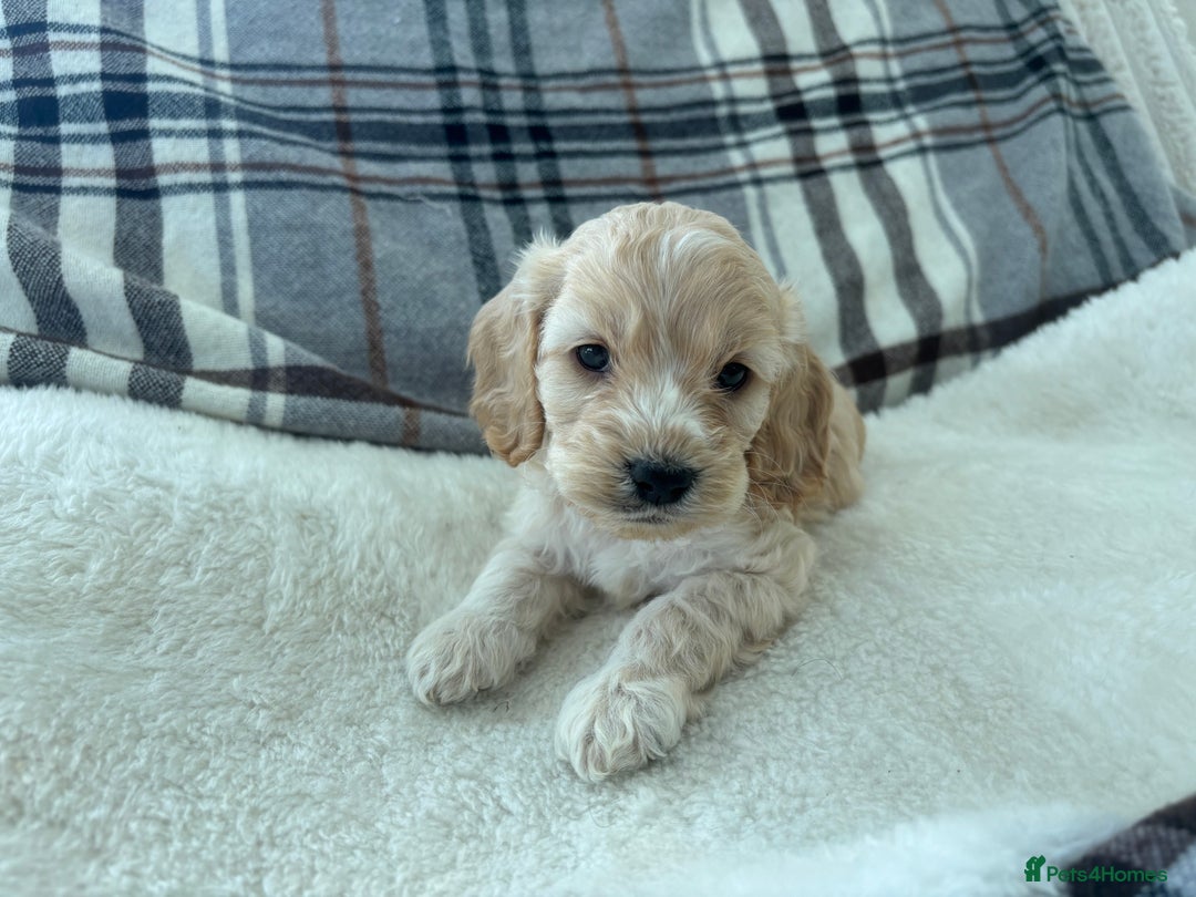 Cockapoo dogs for sale:  🐾SHOW TYPE F1 COCKAPOO PUPPIES 4 BOYS 2 GIRLS 🐾 - Image 9