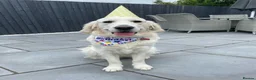 Golden Retriever dogs for sale: KC reg Golden retriever puppies 5* licence - Advert 19