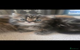 Siberian cats for sale: Siberian cross kitten - Image 12