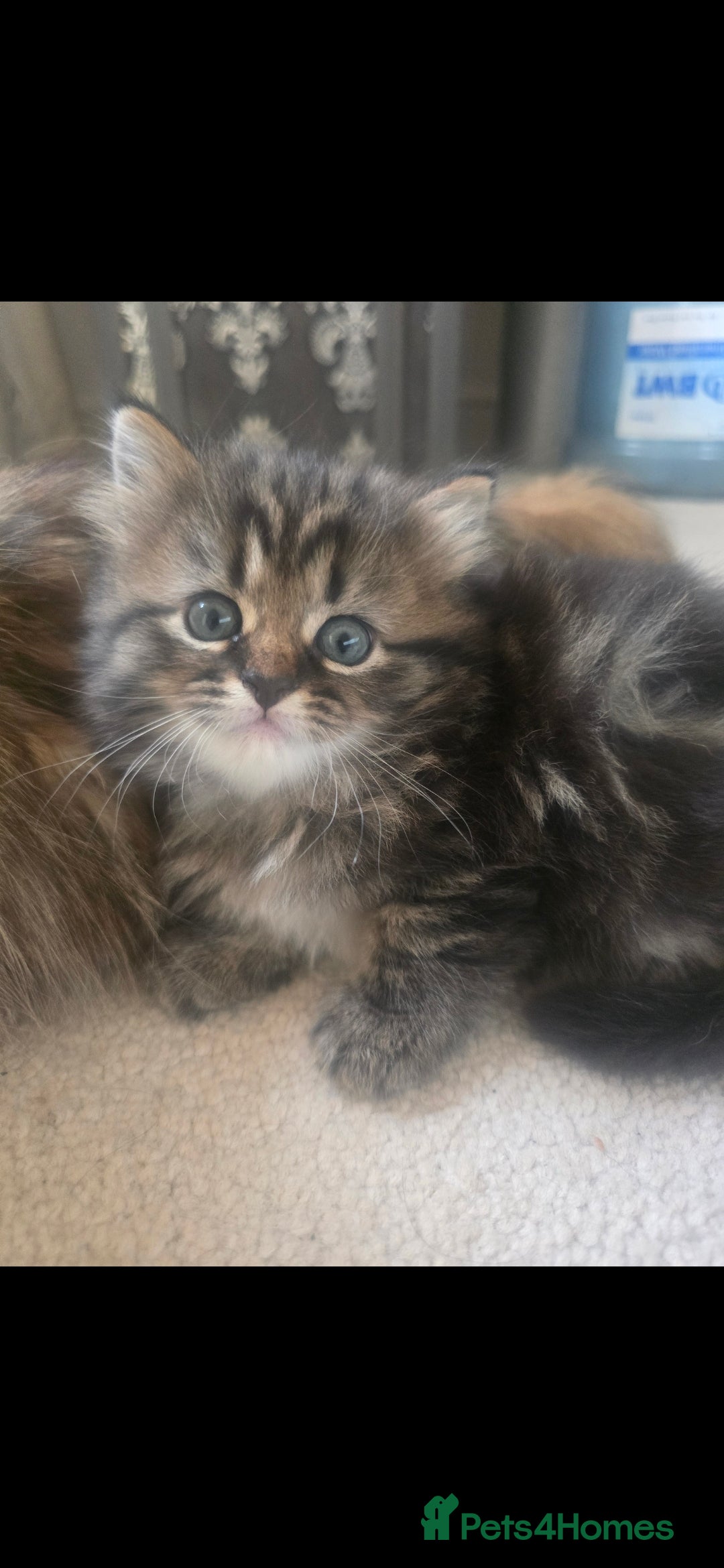 Siberian cats for sale: Siberian cross kitten - Image 12