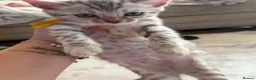 Bengal cats for sale: Family raised Bengal Kittens 🐾 - Advert 13