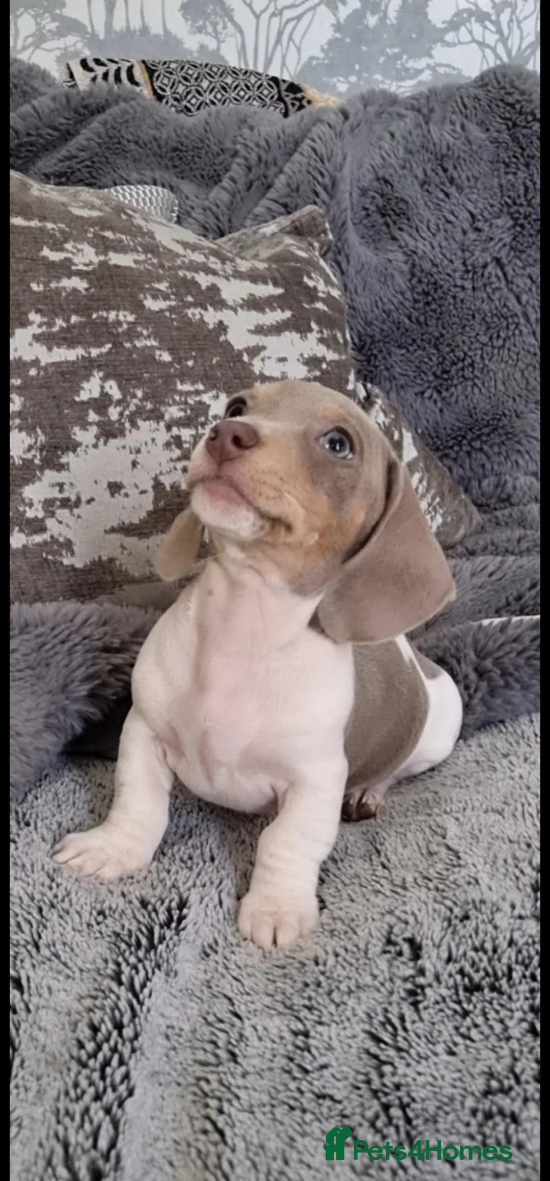 Miniature Dachshund dogs for stud: Piebald miniature Dachshund kc registered  in Blackburn - Advert 16