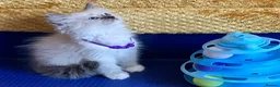 Ragdoll cats for sale: GCCF Сhampion Bloodline Ragdoll 5 GenPedigree 🏆🌟 - Advert 10