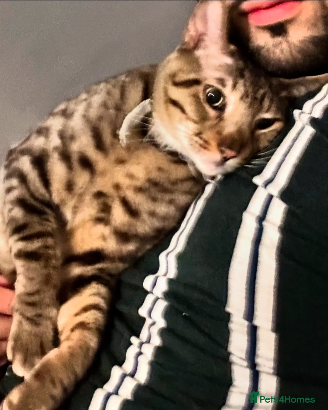 Savannah cats for sale: F4 savannah male  - Image 3