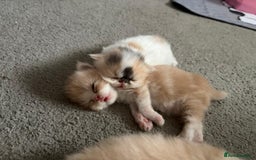 Persian cats for sale: Persian kittens  - Image 3