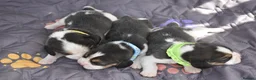 Beagle dogs for sale: Beautiful beagle puppies  in Rugby - Advert 13