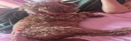 Cavapoo dogs for sale: 2 beautiful cavapoo babies ready for Halloween  - Advert 4