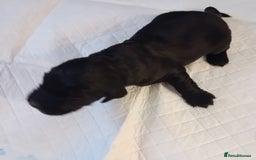 Cocker Spaniel dogs for sale: KC REGISTERED WORKING COCKER SPANIELS  - Image 3